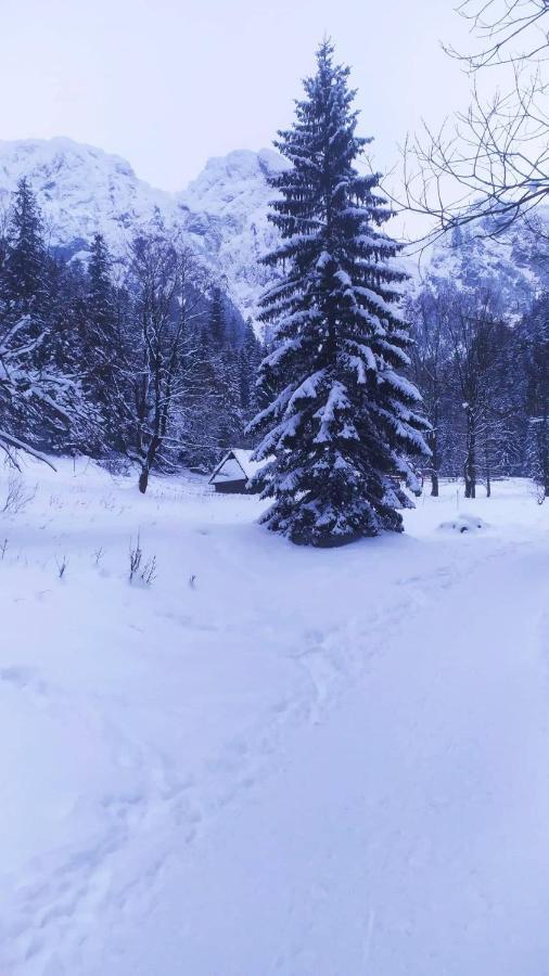 Pokoje Goscinne Przeklasa Pawel Zakopane Buitenkant foto